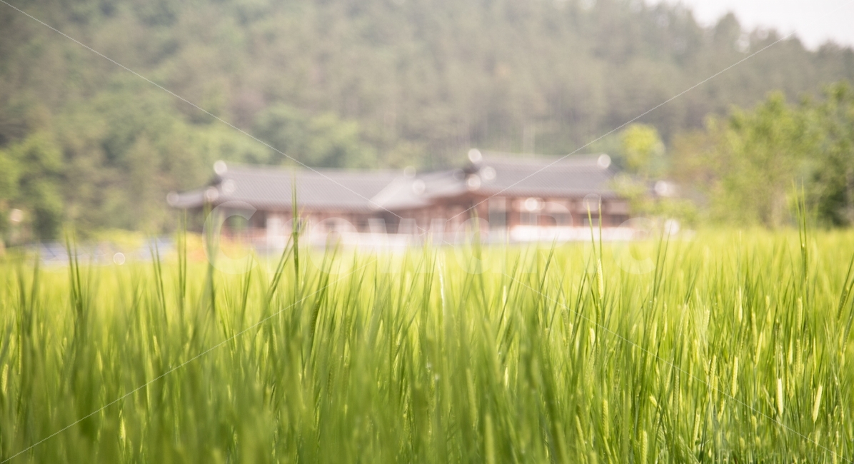 한국,건물,건축물,전통,봄,풀,벼,풍경,자연,풍경,nature,landscape,시골,마을,country,rural,town,한국전통,한국문화,korean traditional,korean culture,grass,잔디,plant,식물,field,들,vegetation,초목