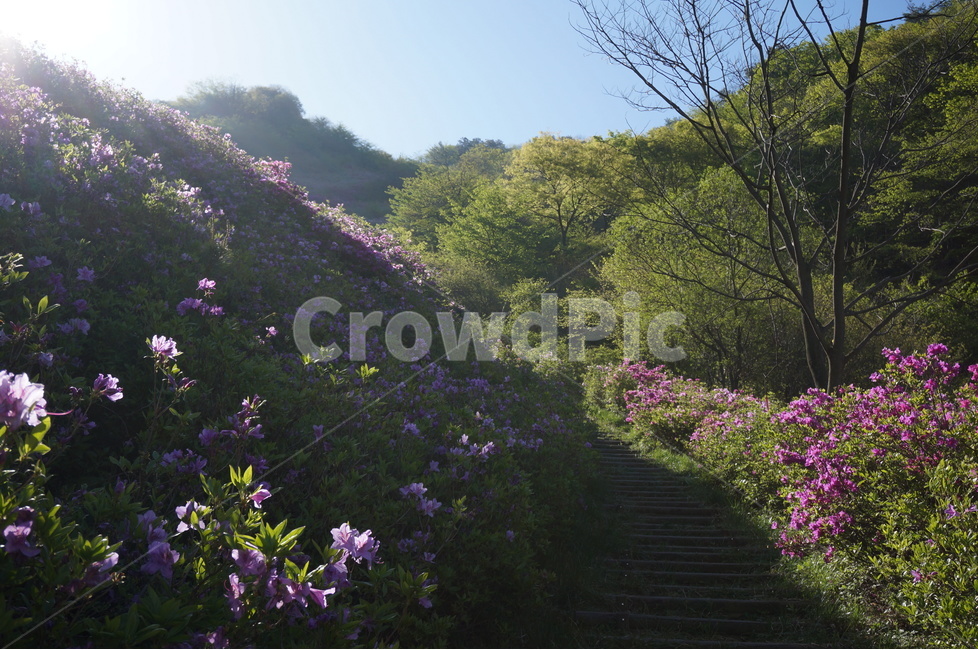 산,철쭉,분홍,파랑하늘,나무,아침,햇살,봄,봄,계절,spring,season,자연,풍경,nature,landscape,휴식,힐링,rest,relaxation,healing,outdoors,옥외,plant,식물