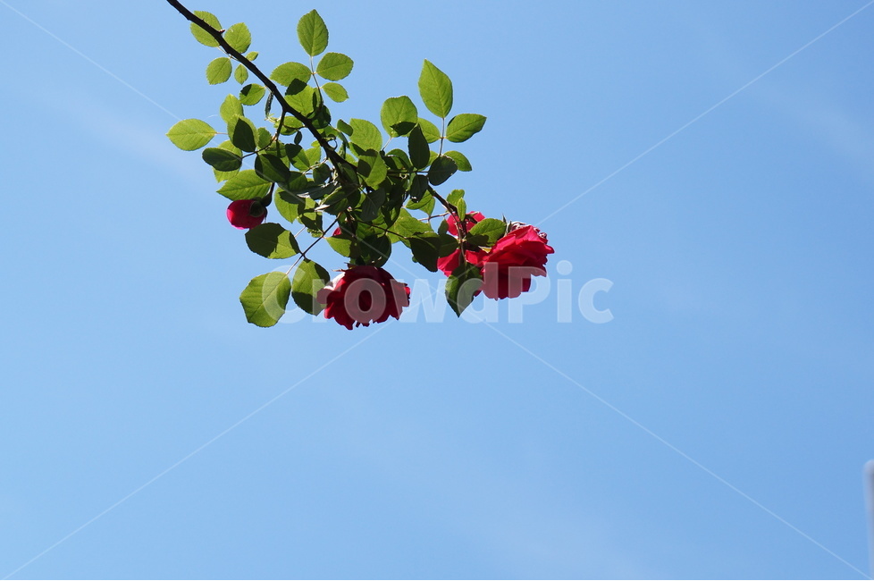 장미,장미꽃,빨강,빨간색,5월,풍경,계절,식물,자연,plants,nature,꽃,flower