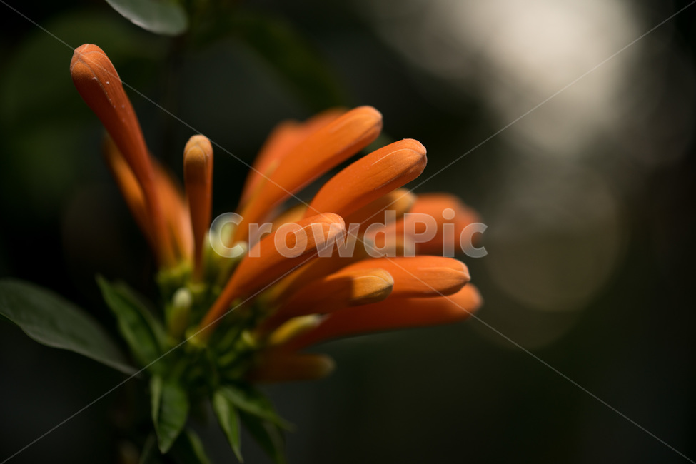 파장화,포장화,식물,꽃,덩쿨,주황색,주황꽃,식물,자연,plants,nature,꽃,flower