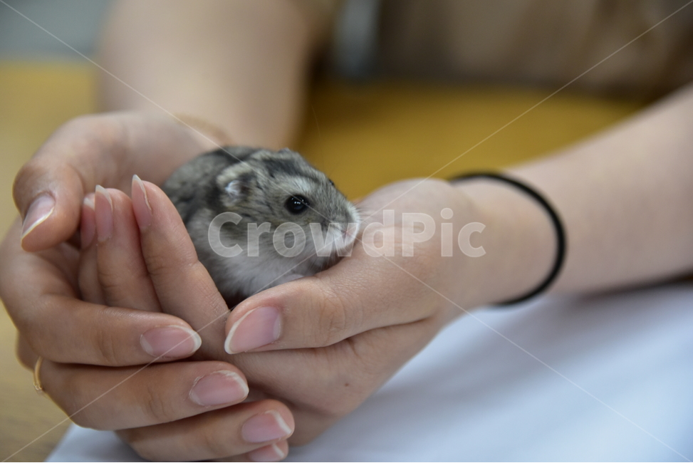 햄스터,동물,애완동물,포유류,펫,귀여움,귀여운,hamsters,mammals,pets,pet,cute,동물,animal,포유류,mammal