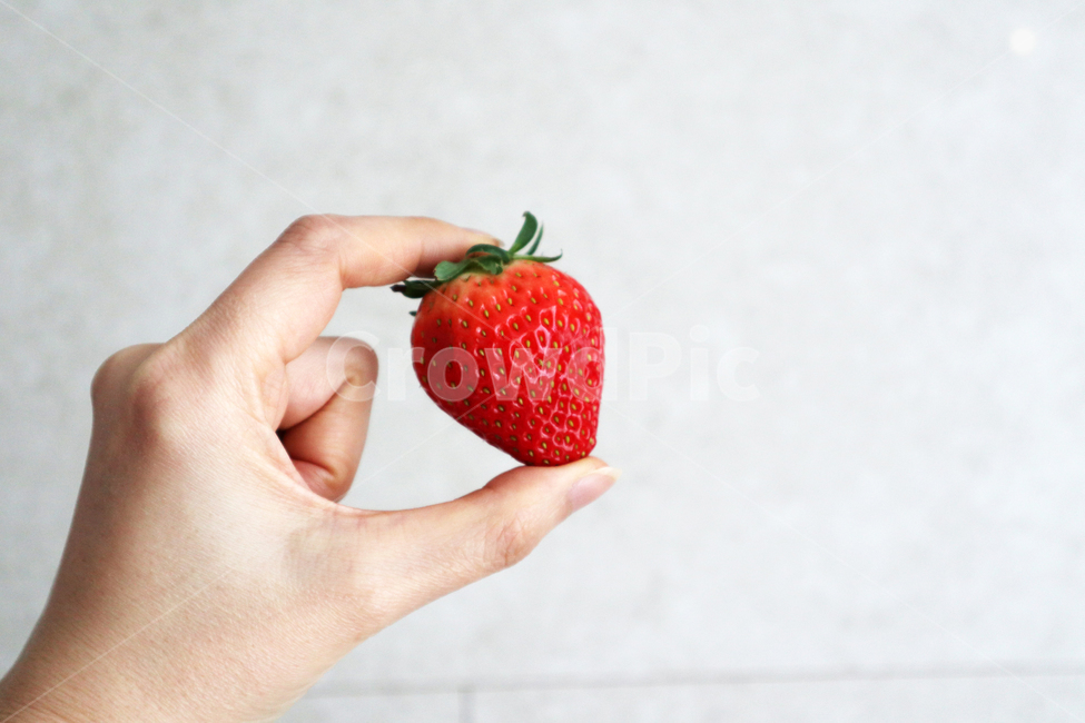 딸기,과일,strawberry,fruit,food,빨강,식물,씨앗,잎,음식,베리류,접사,클로즈업,제철과일,비타민,건강,다이어트,항산화제,건강한식생활,녹색,날것,달콤한음식,유기농,잘익은,열매,식재료,디저트,딸기철,손,손목,손가락,딸기한개,쌍떡잎식물,간식,신선함,맛있는,봄,고화질,신체일부,몸,body,과일,열매,fruit