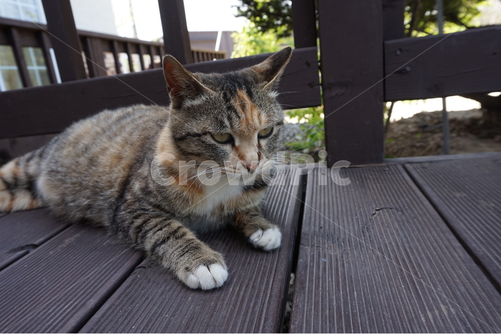 고양이,길고양이,동물,포유류,임신,한가함,누워있는사진,무늬,털,야생,클로즈업,확대,cat,korea,한국,고양이눈,호랑이무늬,패턴,street,꼬리,발,그루밍,일상,마당,귀여운,cute,동물,animal,포유류,mammal,고양이,cat,kitten,kitty