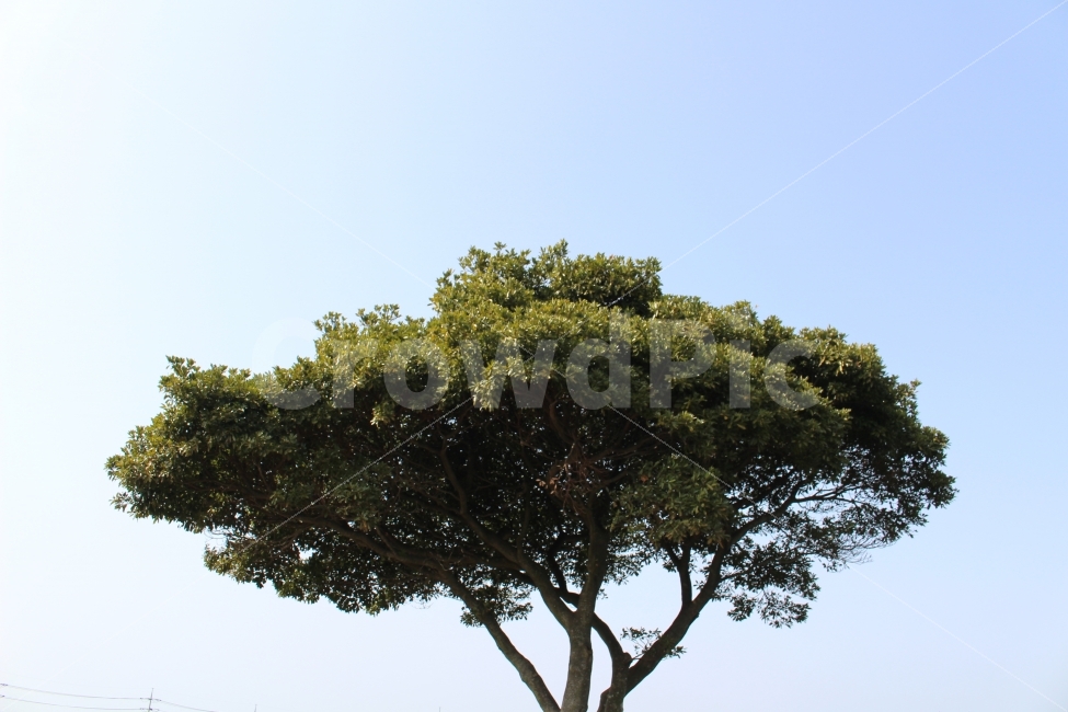 여행,제주도,나무,하늘,자연,색감,식물,식물,자연,plants,nature