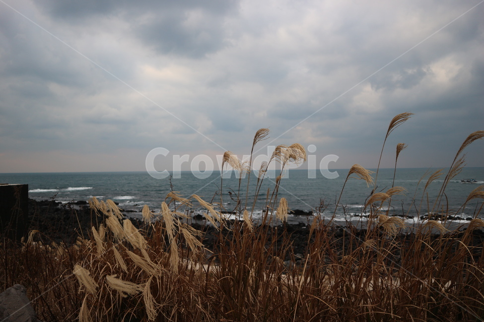 바다,갈대,흐린날,바람,감성,우울한,자연,sea,reed,gloomy,wind,nature