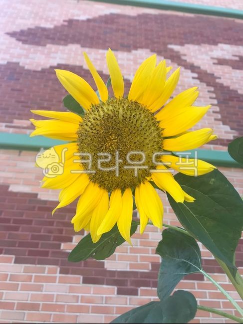 해바라기,벽돌,flower,sunflower,꽃잎