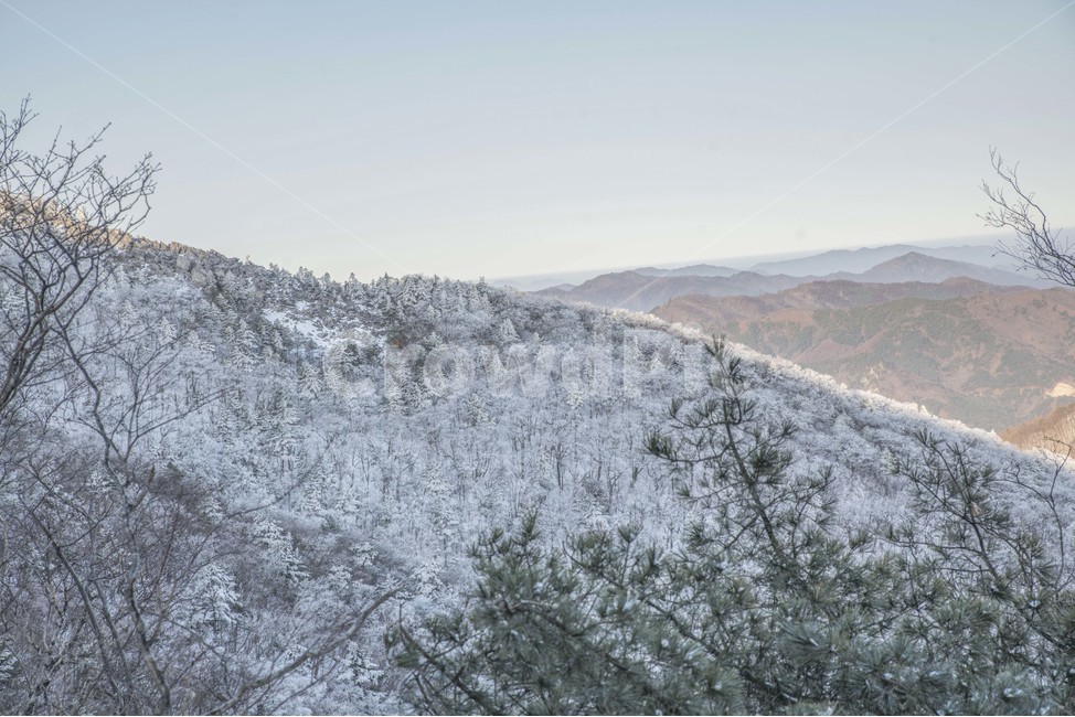 겨울,설산,상고대,눈꽃,풍경,겨울,계절,winter,season,자연,풍경,nature,landscape,tree,나무,plant,식물,outdoors,옥외,fir,전나무