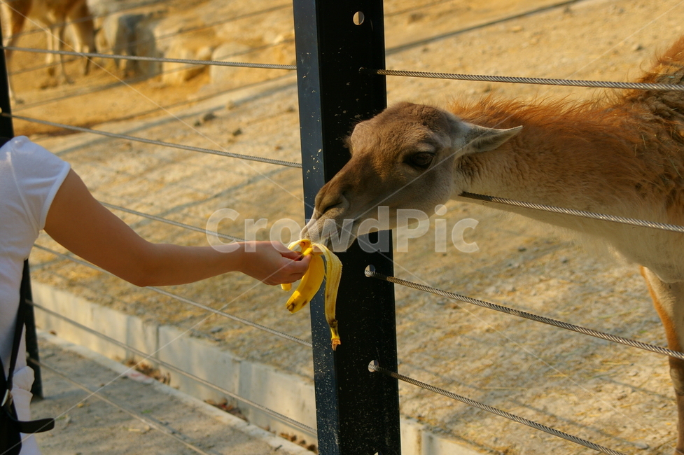 동물,포유류,라마,초식동물,라마얼굴,클로즈업,동물,animal,포유류,mammal