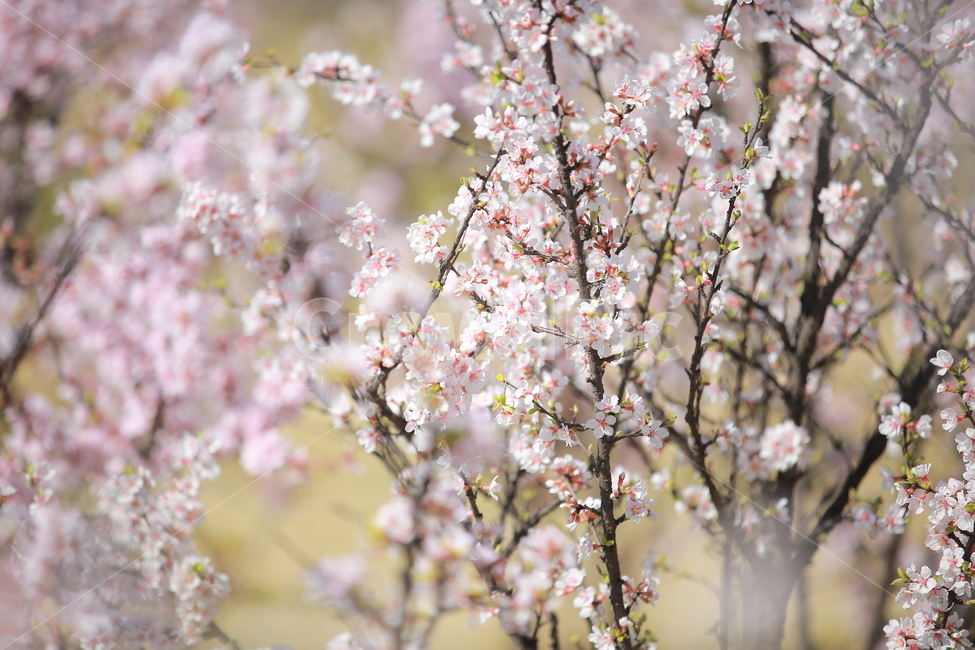 벚꽃,꽃,새싹,봄,벚꽃놀이,하늘,분홍색,분홍색꽃,캐논,5dmark3,봄,계절,spring,season,식물,자연,plants,nature,꽃,flower,plant,blossom
