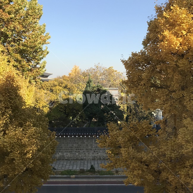 단풍,가을,은행잎,은행나무,노란잎,노랑,노란색,yellow,나무,tree,하늘,산책,카페,가을,계절,fall,autumn,season,plant,식물
