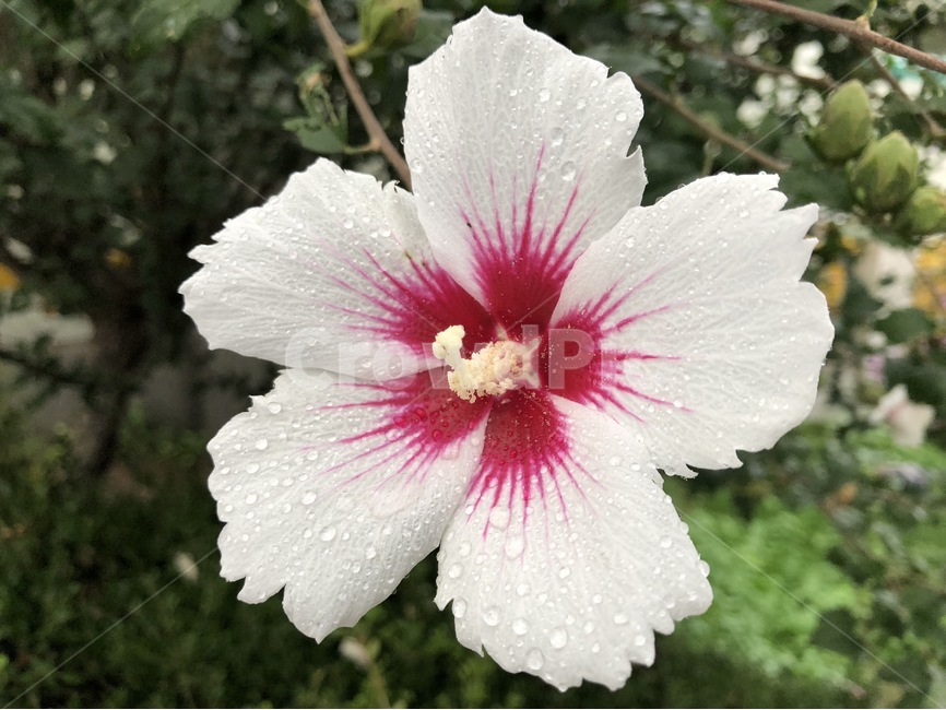 꽃,식물,자연,노랑,초록,flower,hana,plants,shokubutsu,nature,yellow,kiiro,green,midori,무궁화,mugunghwa,흰색,빨강,white,shiro,red,aka,비,물,rain,ame,water,mizu,분홍,pink,pinku,식물,자연,plants,nature,꽃,flower