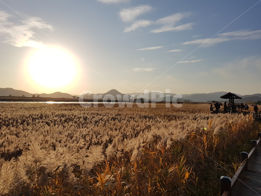 light,빛,갈대,flare,식물,가을,가을,계절,fall,autumn,season,플레어,plant,grass,잔디