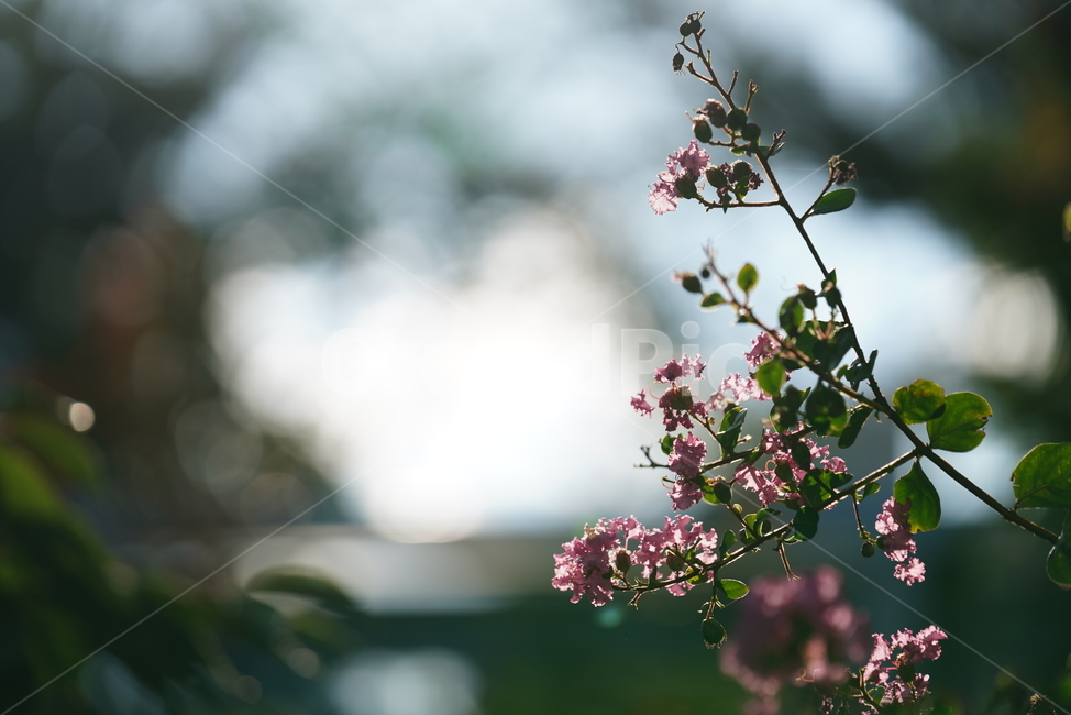 꽃,식물,생물,플라워,flower,plant,식물,자연,plants,nature,꽃,flower