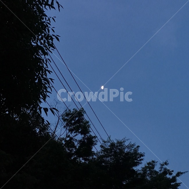 자연,nature,달,moon,저녁,밤,전봇대,나무