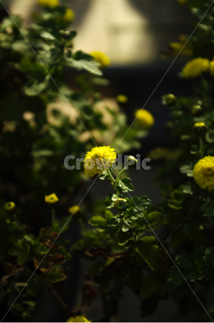 꽃,식물,flower,plant,노란,식물,자연,plants,nature,꽃,flower