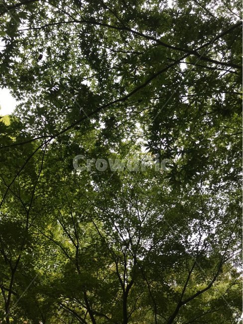 초목,나무,tree,식물,plant,삼림지,숲,forest,outdoors,자연,nature