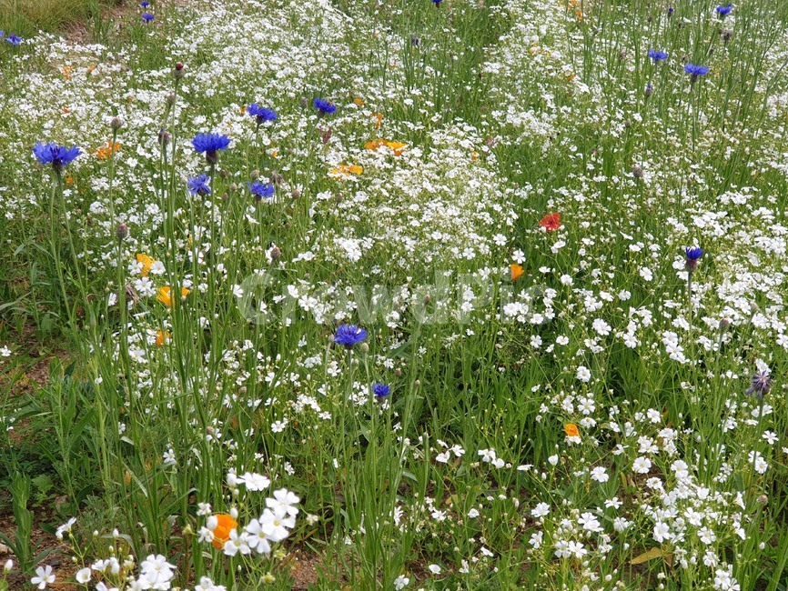 들꽃,nature,자연,outdoors,grassland,목초지