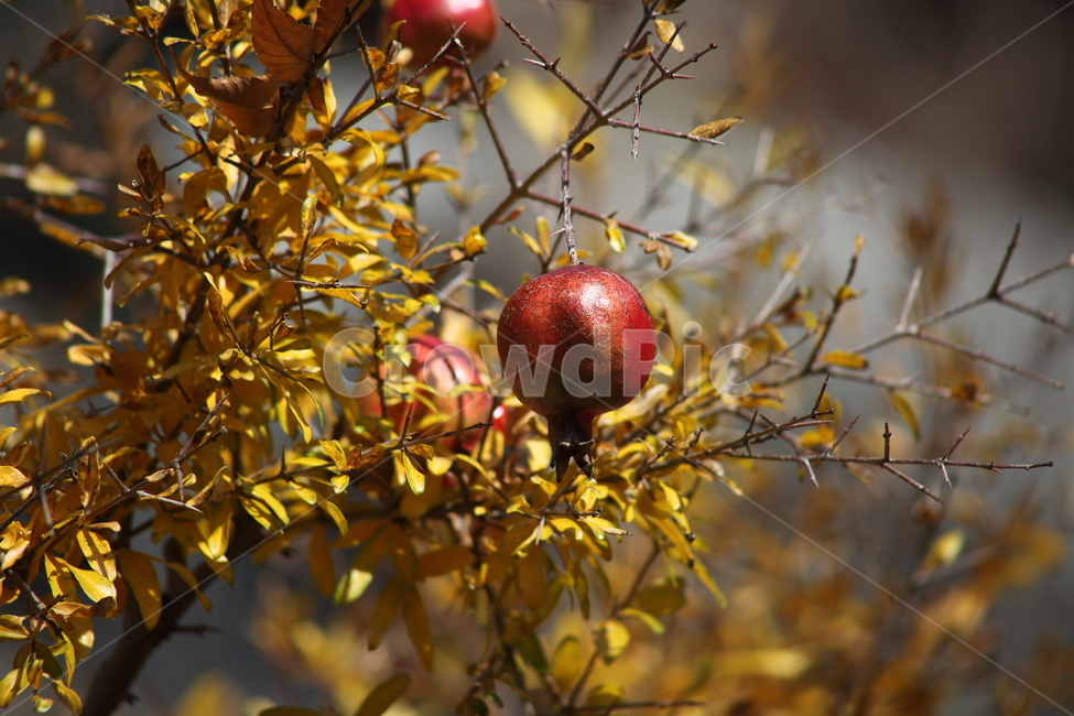석류,열매,과일,식물,pomegranate,fruit,식물,자연,plants,nature,과일,열매,fruit