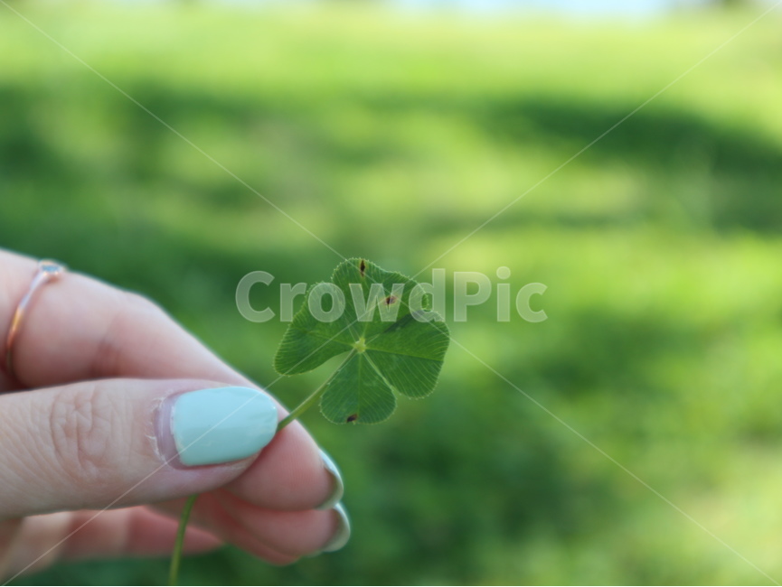 네잎클로버,손,쥐고있는,여자손,행운,식물,자연,plants,nature,신체일부,몸,body