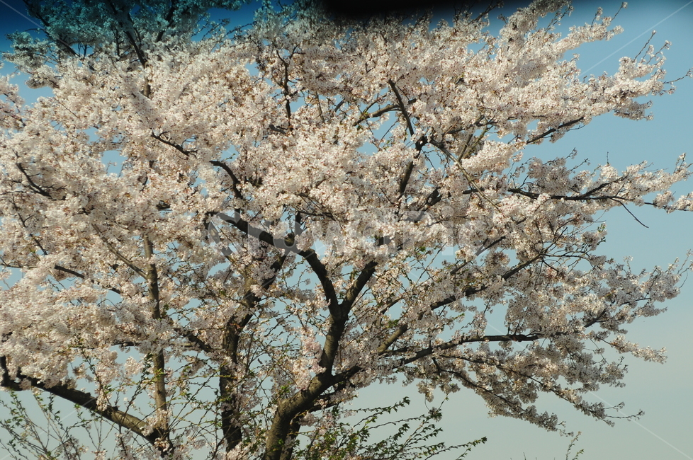 꽃,벚꽃,봄,풍경,flower