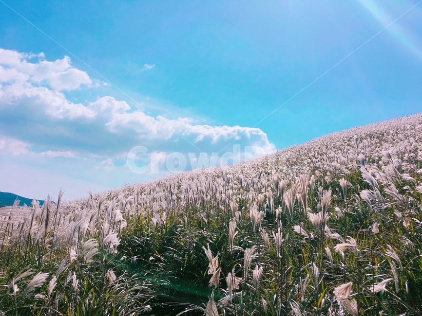 제주,제주도,하늘,맑음,자연,햇빛,새별오름,억새,jeju,jejuisland,sky,sunny,nature