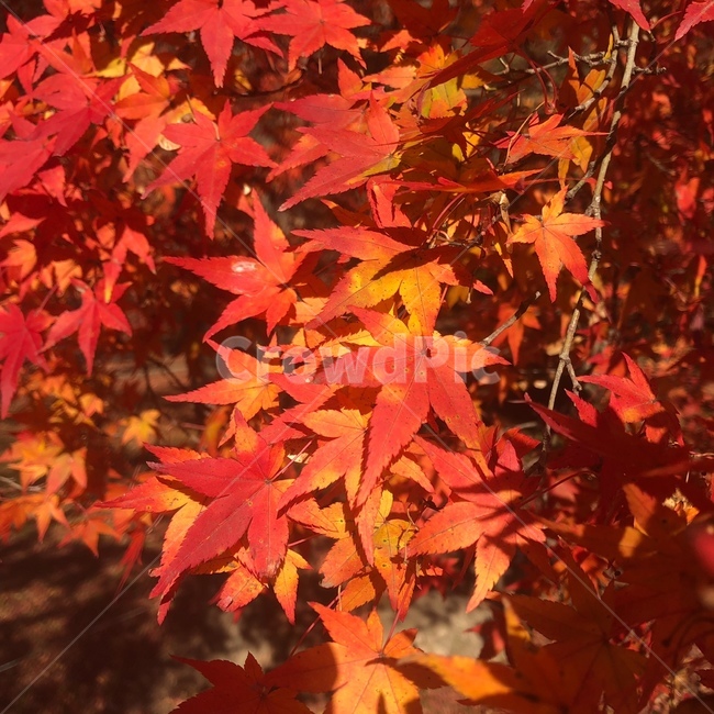 가을,단풍,단풍나무,가을단풍나무,내장산단풍,가을내장산,내장산단풍나무,가을,계절,fall,autumn,season