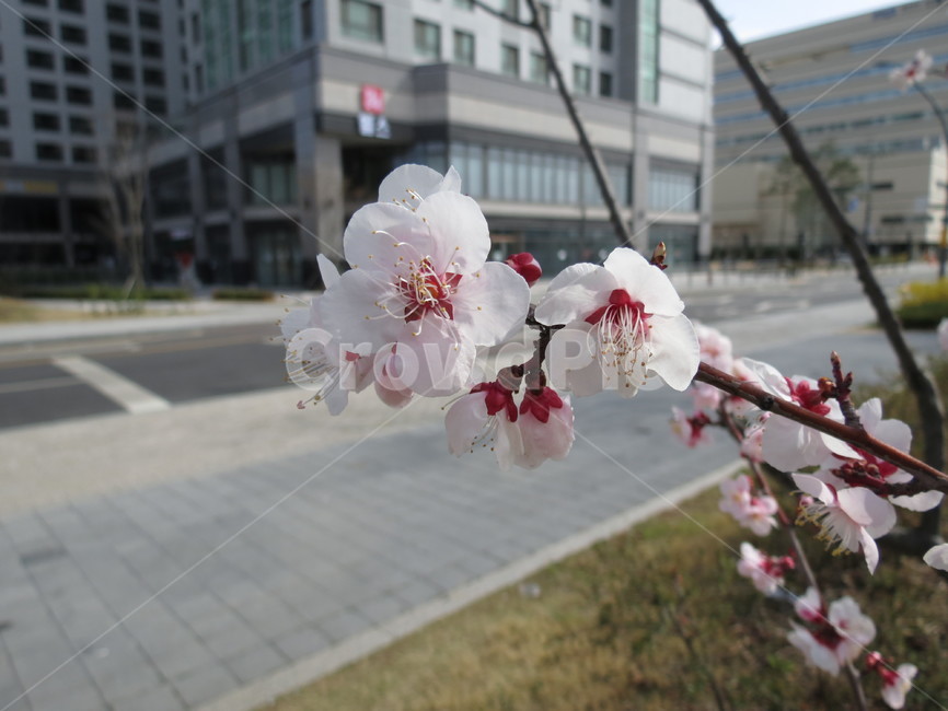식물,plant,꽃,flower,봄