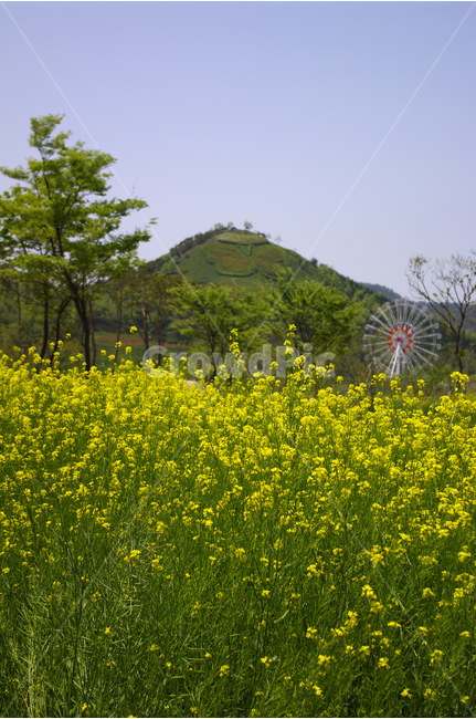 유채꽃,꽃밭,식물,flower,color,하늘,풍경,자연,나무,식물,자연,plants,nature,꽃,flower