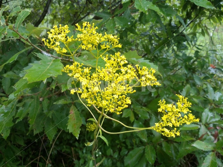 식물,plant,꽃,flower,자연,식물,자연,plants,nature