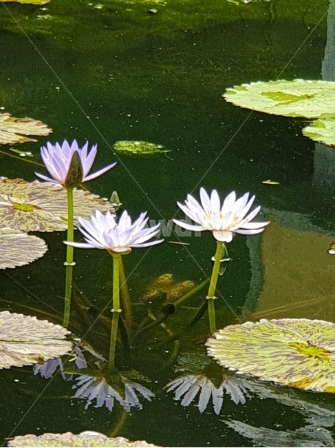 열대수련,수련,연꽃,여름야생화,수생식물
