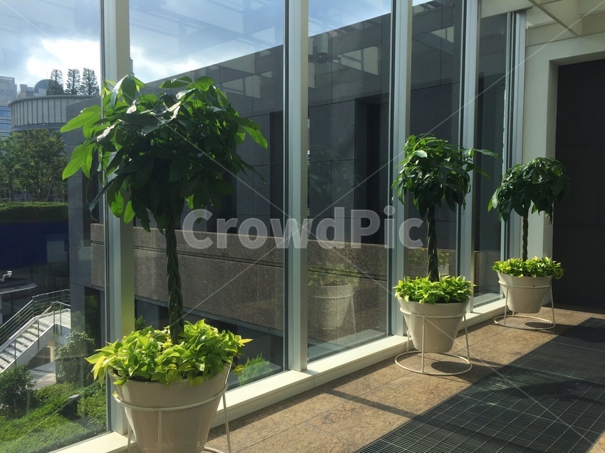 맑음,도시,식물,자연,인공물,실내용화초,화분,화초,house plant