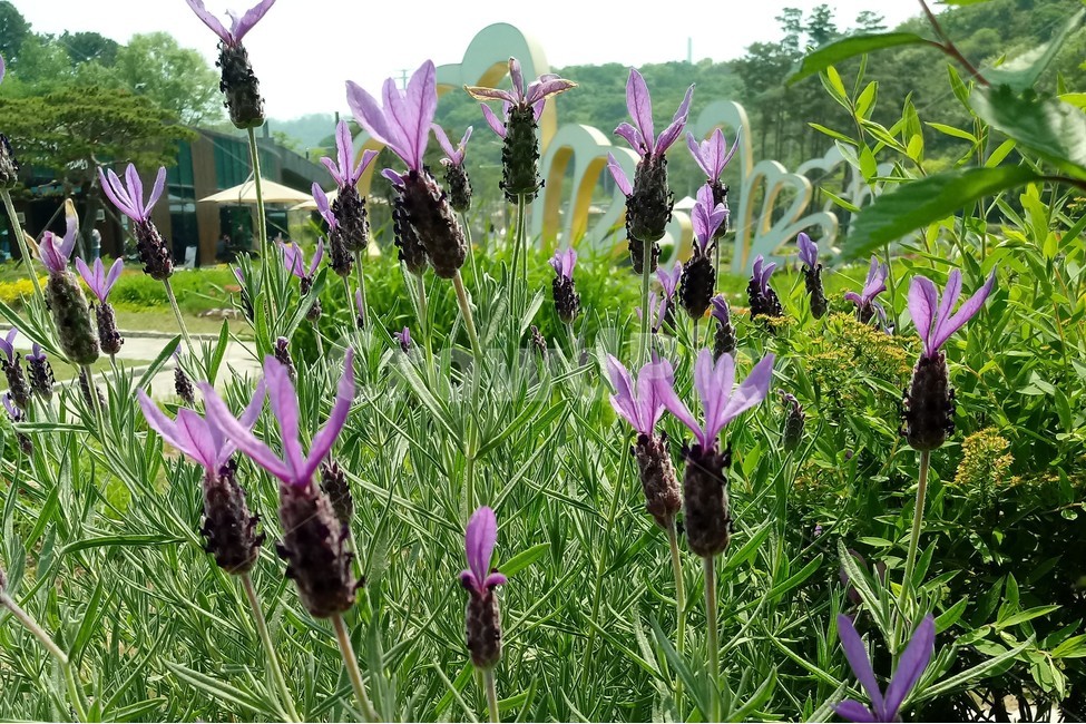 라벤더,꿀풀과,lavender,상록소관목,식물