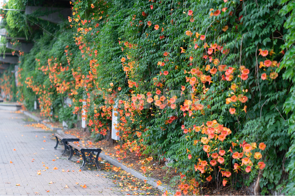 능소화,꽃밭,빨간꽃,flowers,아련,감성,의자,식물,자연,plants,nature,꽃,flower