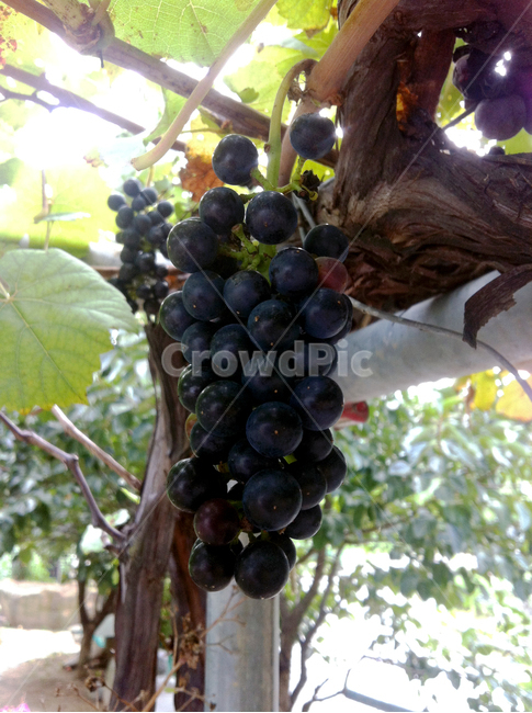 포도,나무,과일,줄기,열매,tree,grape,음식,식재료,요리,food,cook,meal,dishes,food reserves,과일,열매,fruit