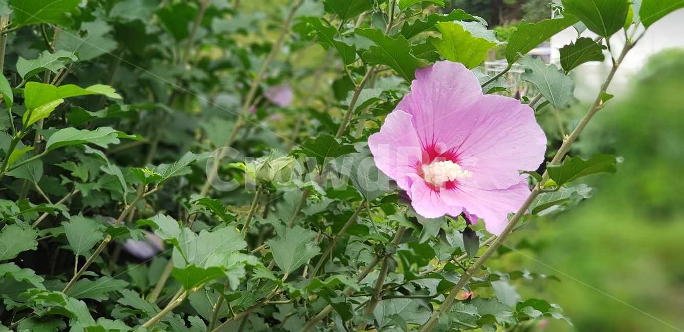 무궁화,이쁨,가을,분홍색,식물,자연,한국,국화,식물,자연,plants,nature,꽃,flower