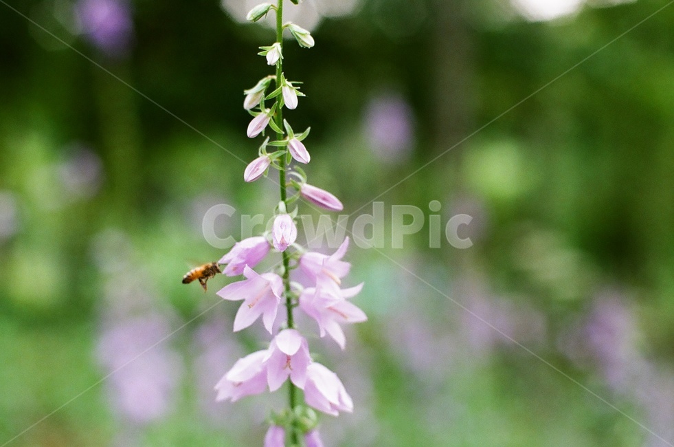plant,식물,대구수목원,여름,벌,꽃,식물,자연,plants,nature,꽃,flower