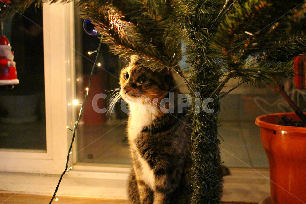 고양이,동물,크리스마스,크리스마스트리,감성사진,cat,tree,겨울,계절,winter,season,동물,animal,고양이,cat,kitten,kitty,메리크리스마스,성탄절,merry christmas