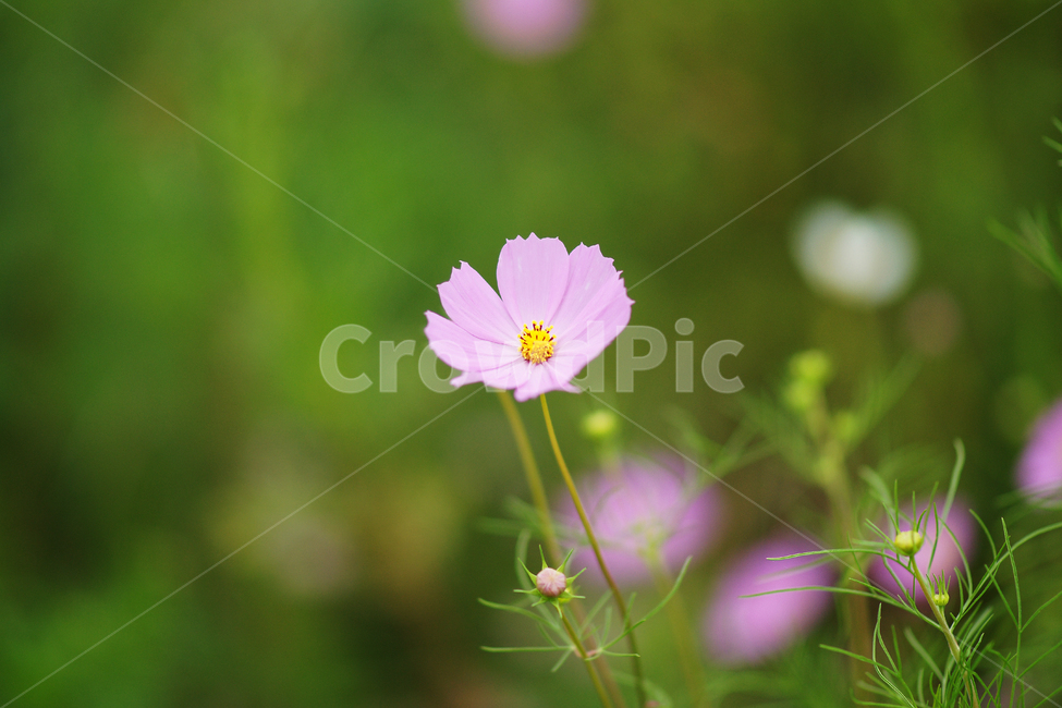 코스모스,꽃,식물,꽃잎,cosmos,plant,flower,가을,autumn,자연,nature