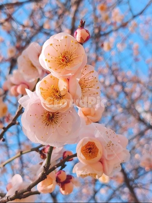 꽃,봄,봄꽃,아름다운꽃,꽃과하늘,봄,계절,spring,season,plant,식물,blossom,cherry blossom,벚꽃,flower