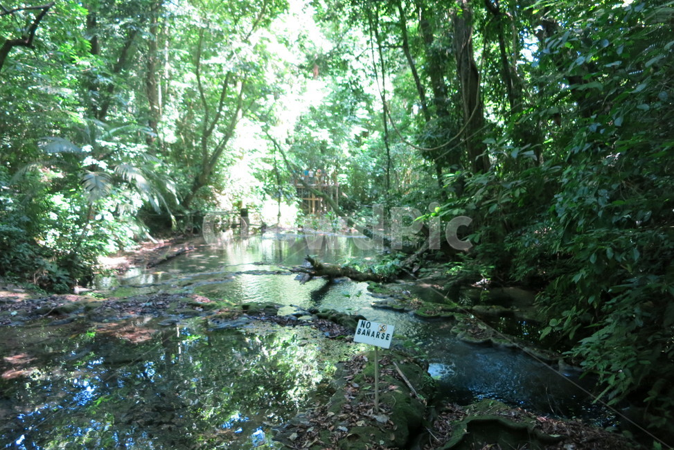 숲,자연,멕시코,힐링,초록,자연,풍경,nature,landscape,land,땅,outdoors,옥외,plant,식물,vegetation,초목,water,물,tree,나무,rainforest,열대 우림,jungle,밀림