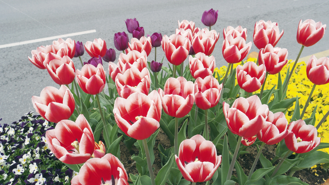 튤립,빨강,빨강튤립,레드,화단,식물,자연,red,flowers,redflowers,tulip,redtulip,flowergarden,garden,beautiful,plants,nature