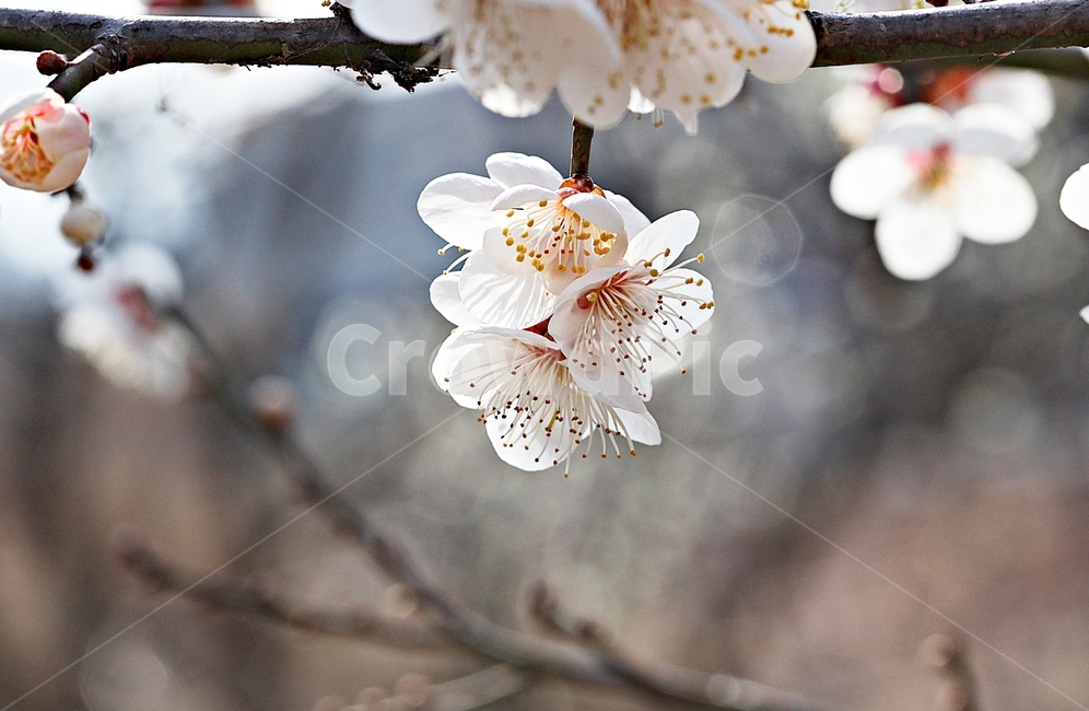 매화꽃,매화,꽃,나무,자연,배경,봄,계절,spring,season,식물,자연,plants,nature,꽃,flower,plant