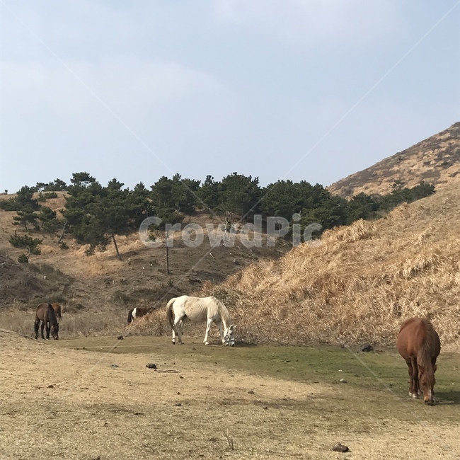 제주,제주도,말,초원,들판,동물,animal,포유류,mammal,산업,industry,industrial,목축업,목장,livestock farming,ranching,pasture