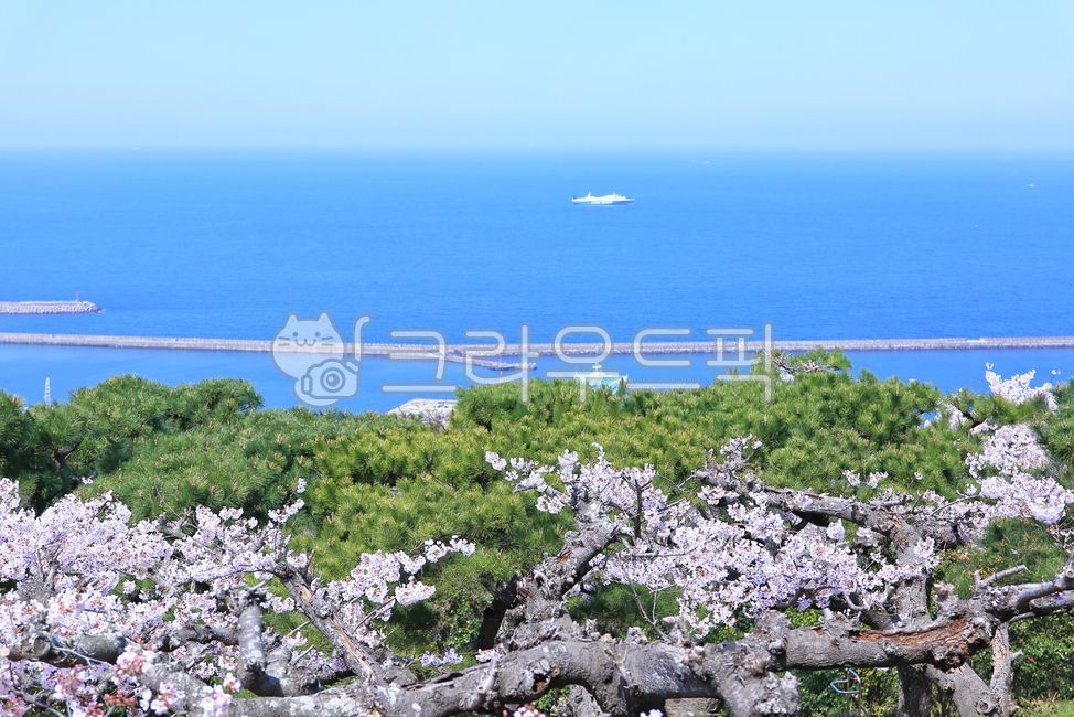 sky,skyblue,Cherry Blossom,green,blossom,cherryblossom,flower,cherry blossom tree,cloud,horizon,blue,plant