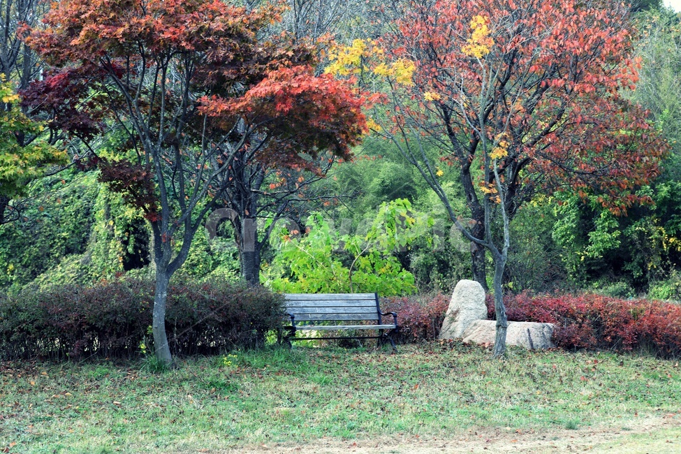 벤치,나무,가을,단풍,의자,가을,계절,fall,autumn,season,tree,plant,식물,furniture,가구
