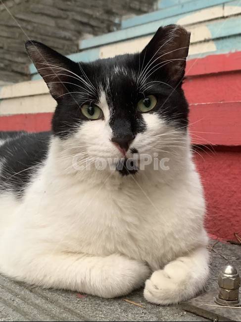 길냥이,길고양이,tnr,cat,수염,동물,animal,포유류,mammal,고양이,cat,kitten,kitty