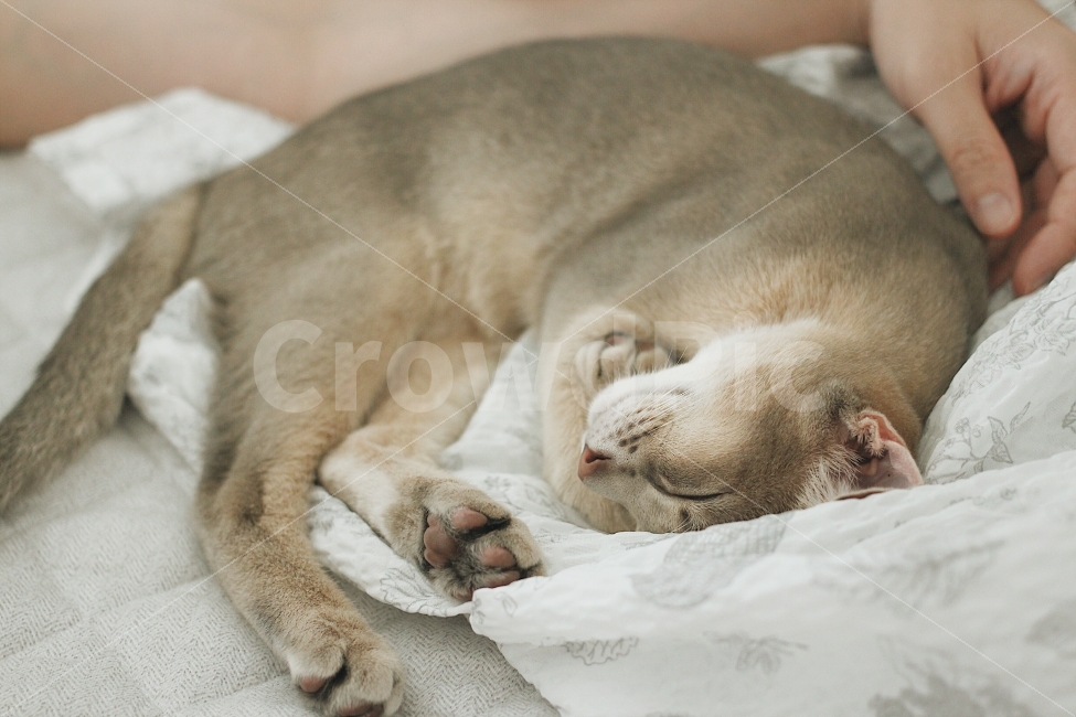 고양이,반려묘,반려동물,잠자는고양이,주말,감성,빈티지,동물,animal,포유류,mammal,고양이,cat,kitten,kitty