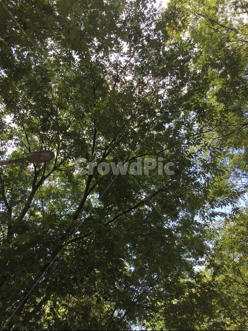 tree,나무줄기,나무,plant,식물,treetrunk