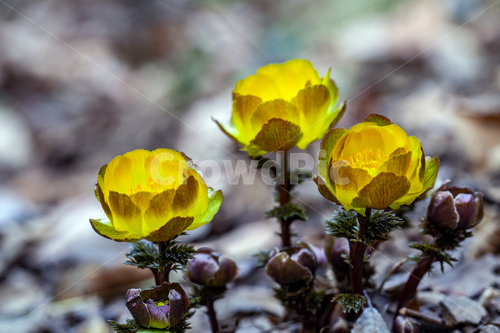 plant,식물,꽃,봄,복수초,식물,자연,plants,nature,꽃,flower