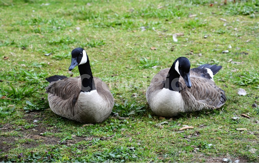 오리,동물,부부,잔디,휴식,동물,animal,조류,새,birds